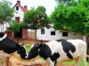 cows&barn cows&barn