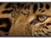leopard leopard